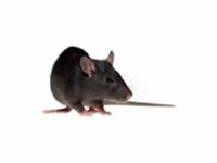 Roof Rats in Walls
